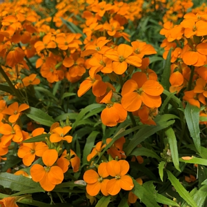 Erysimum Sunstrong Orange Wallflowers